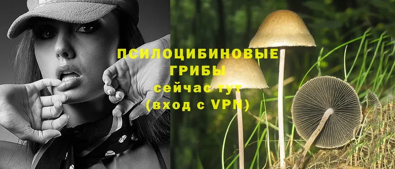 Галлюциногенные грибы MAGIC MUSHROOMS  Гудермес 